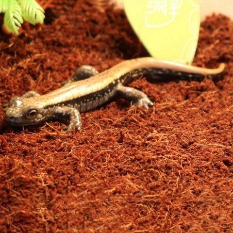 Komodo Rainforest Substrate 6l - podłoże tropikalne Komodo Rainforest Substrate 6l - podłoże tropikalne