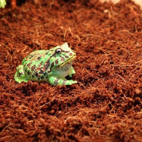 Komodo Rainforest Substrate 6l - podłoże tropikalne Komodo Rainforest Substrate 6l - podłoże tropikalne