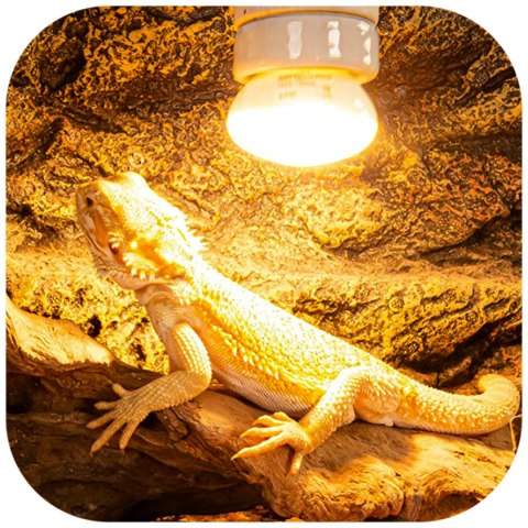 Repti-Zoo Mini Daylight Spot NANO 25W - żarówka grzewcza 2 sztuki Repti-Zoo Mini Daylight Spot NANO 25W - żarówka grzewcza 2 sztuki