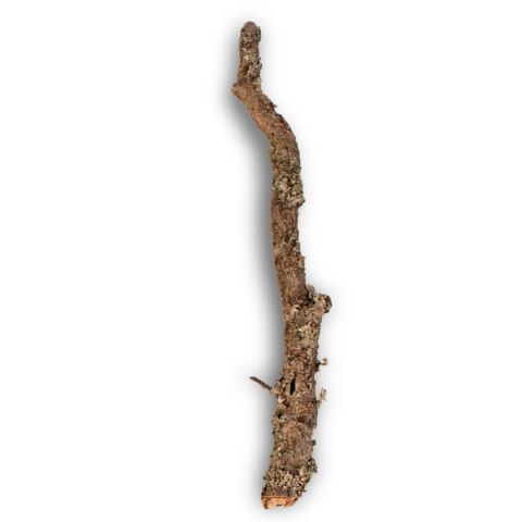 Gałąź z Dębu korkowego 30cm Gałąź z Dębu korkowego 30cm
