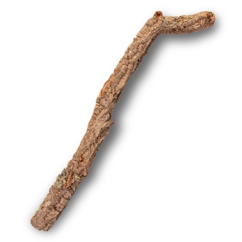 Gałąź z Dębu korkowego 30cm Gałąź z Dębu korkowego 30cm