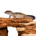 Terrario Mountain Shelf S - kryjówka do terrarium 13x21x6cm