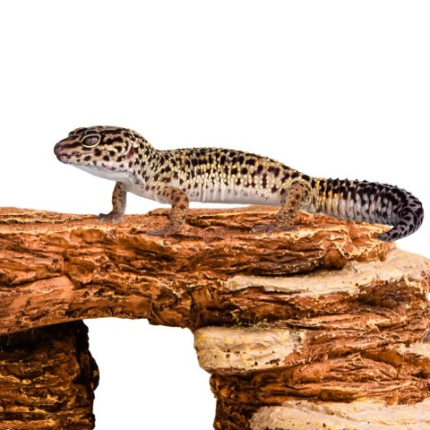 Terrario Mountain Shelf S - kryjówka do terrarium 13x21x6cm Terrario Mountain Shelf S - kryjówka do terrarium 13x21x6cm