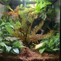 Terrario - Sztuczna roślina do terrarium - Paproć 40x14x41 cm