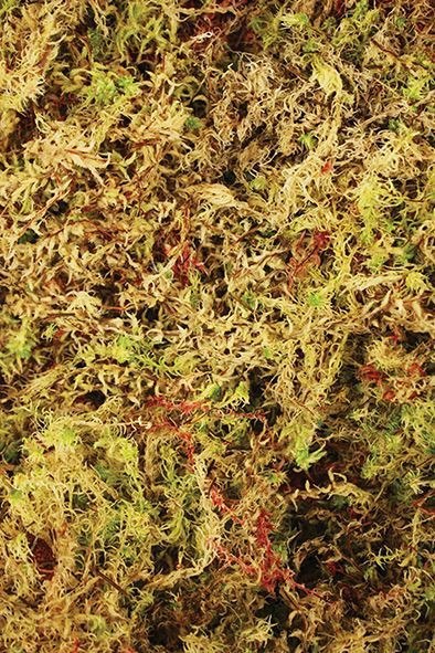 Komodo Habitat Moss 100g - mech torfowiec Komodo Habitat Moss 100g - mech torfowiec