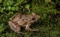 Komodo Habitat Moss 100g - mech torfowiec
