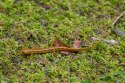 Komodo Habitat Moss 100g - mech torfowiec